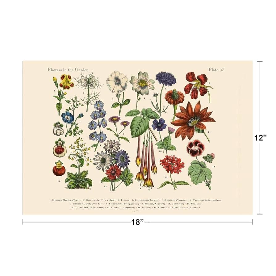BOTANICAL ART 【import品】 61-hX+PBojL._UF894,1000_QL80_.jpg